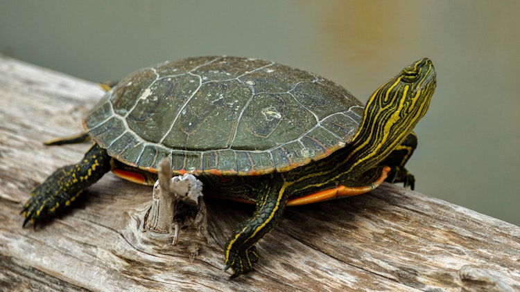 Photo of Wetland Species Caretaker Chat