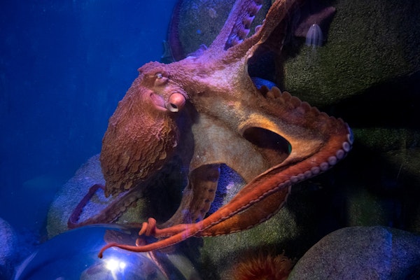 Photo of Giant Pacific Octopus