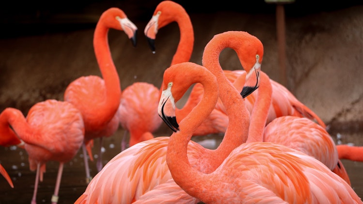 Photo of Flamingo Caretaker Chat