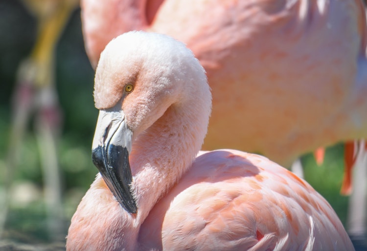Photo of Flamingo Caretaker Chat
