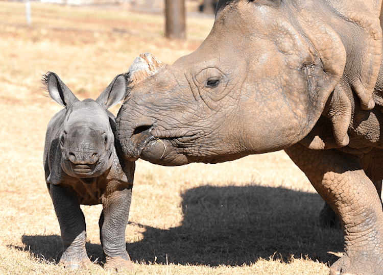Photo of Greater One-Horned Rhinoceros