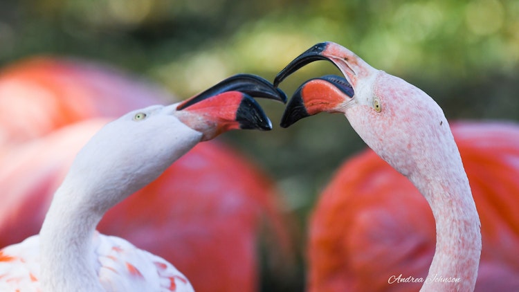 Photo of Chilean Flamingo