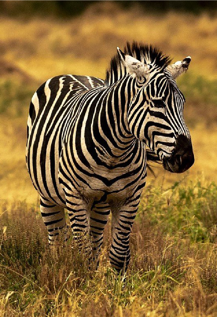 Photo of Zebra