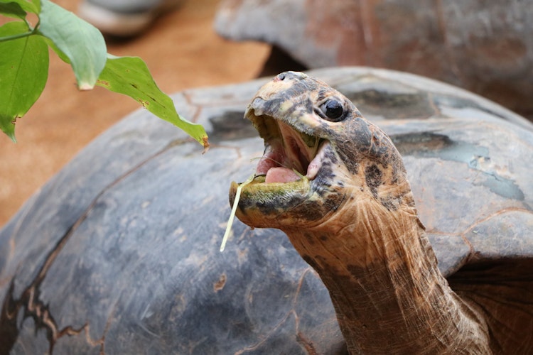 Photo of Galapagos Tortoise