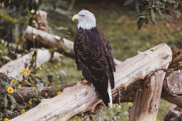 Photo of Bald Eagle
