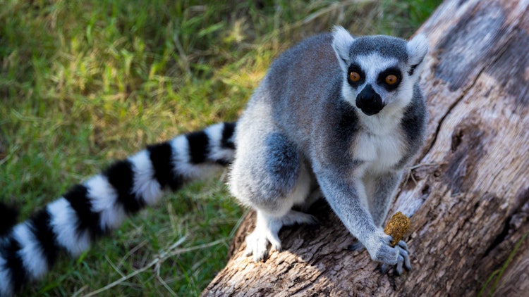 Photo of Ring-Tailed Lemur