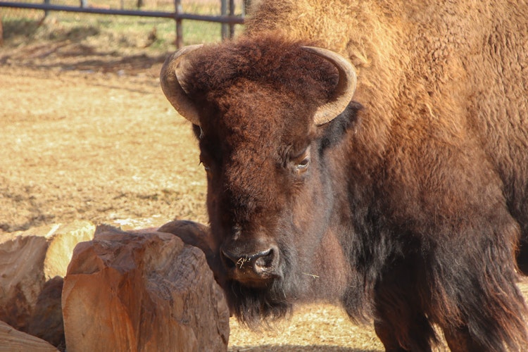 Photo of Bison