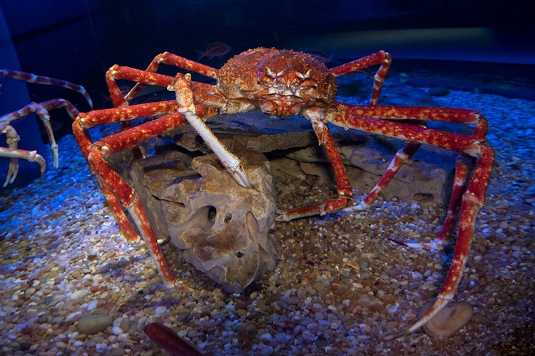 Photo of Japanese Spider Crabs