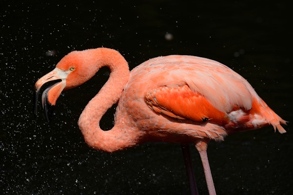 Photo of Aquatic Bird House