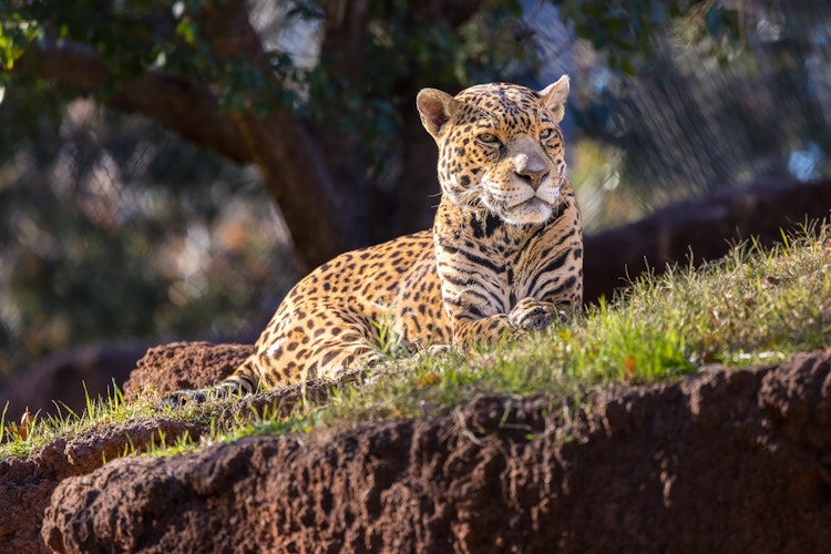 Photo of Jaguar