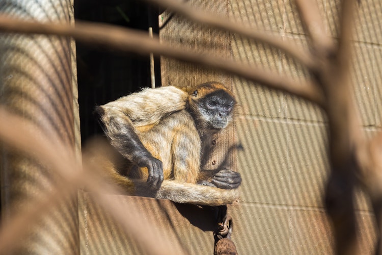 Photo of Spider Monkey