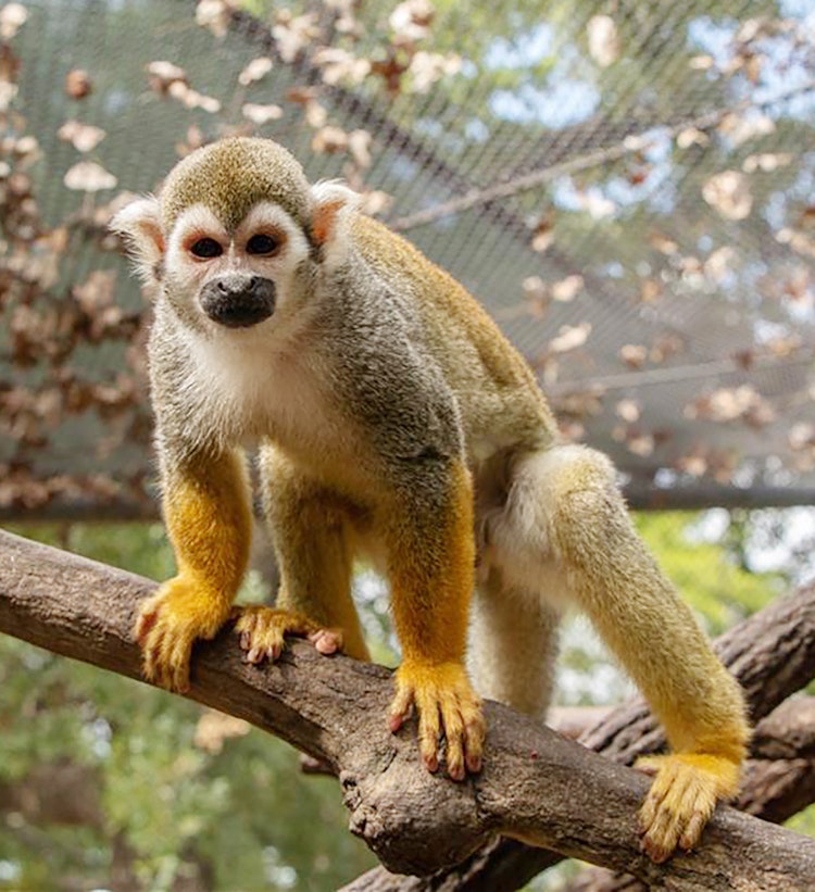 Photo of Squirrel Monkey