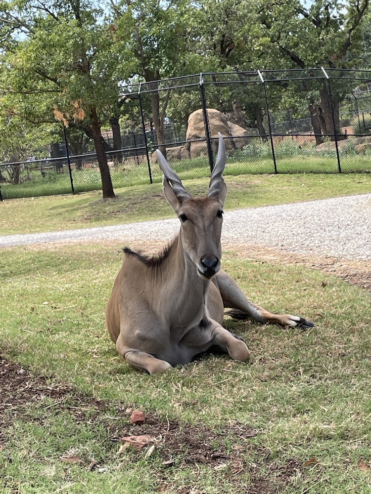 Photo of Common Eland