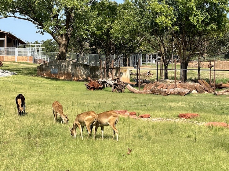 Photo of Nile Lechwe