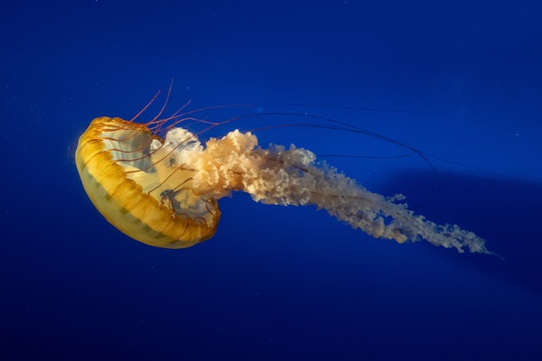 Photo of Pacific Sea Nettles