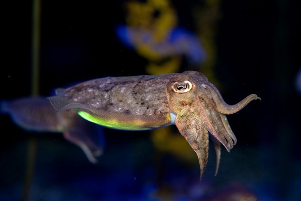 Photo of Common Cuttlefish