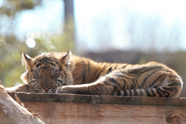 Photo of Sumatran Tiger