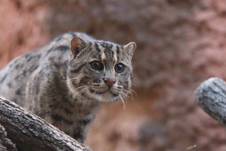 Photo of Fishing Cat