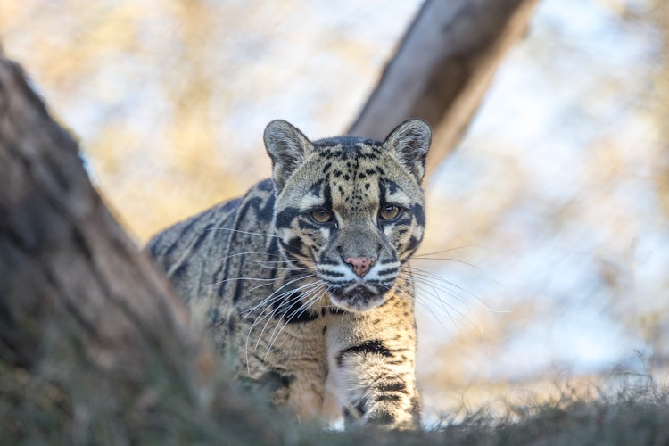 Photo of Clouded Leopard