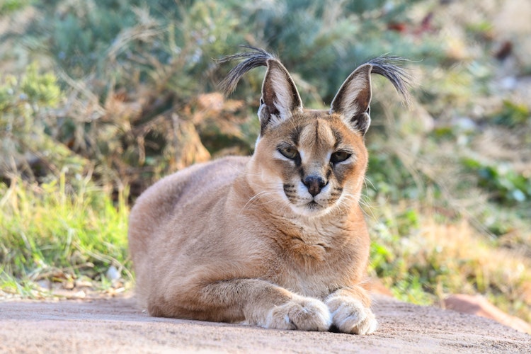 Photo of Caracal