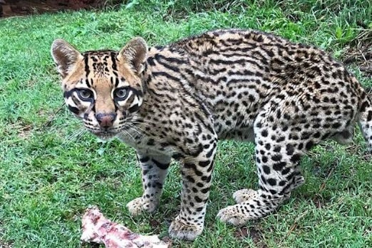 Photo of Ocelot