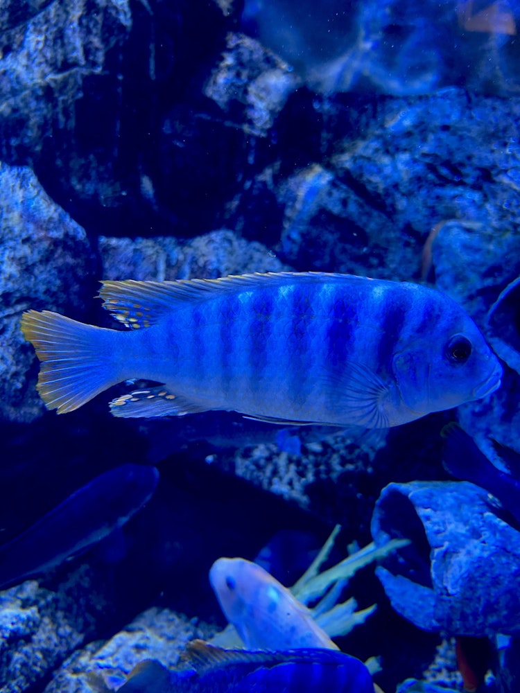 Photo of East African Zebra Cichlid