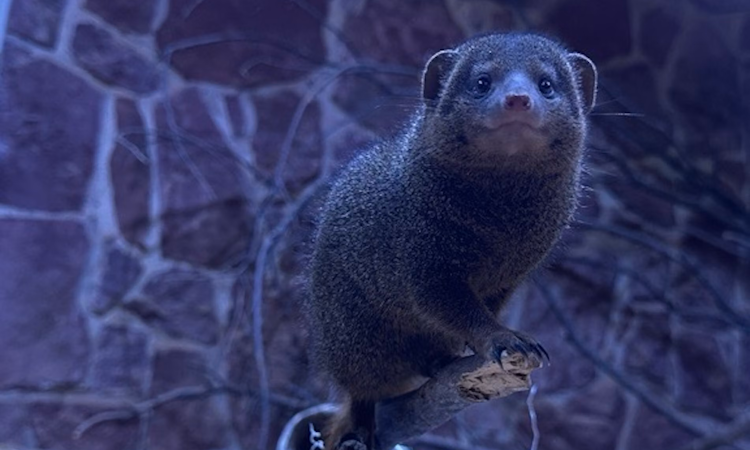 Photo of Common Dwarf Mongoose