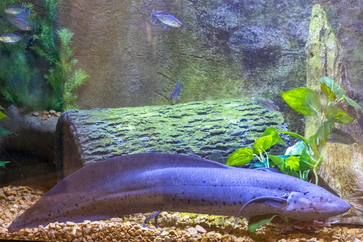 Photo of Lungfish
