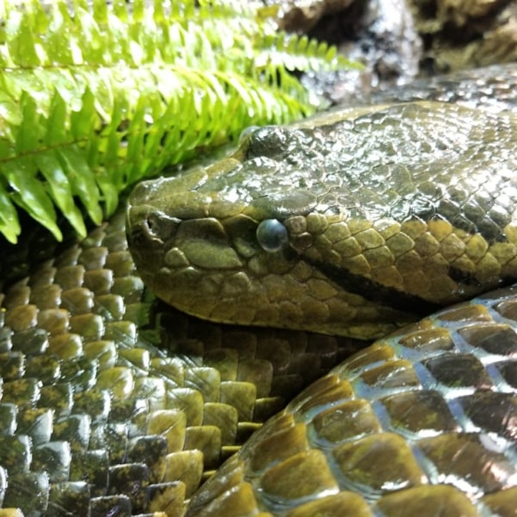 Photo of Green Anaconda