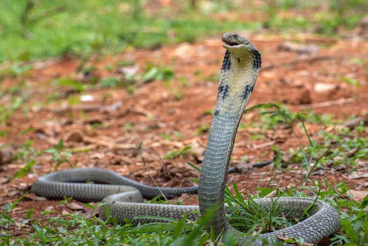 Photo of King Cobra