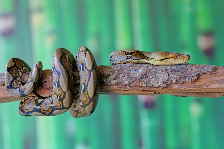 Photo of Reticulated Python