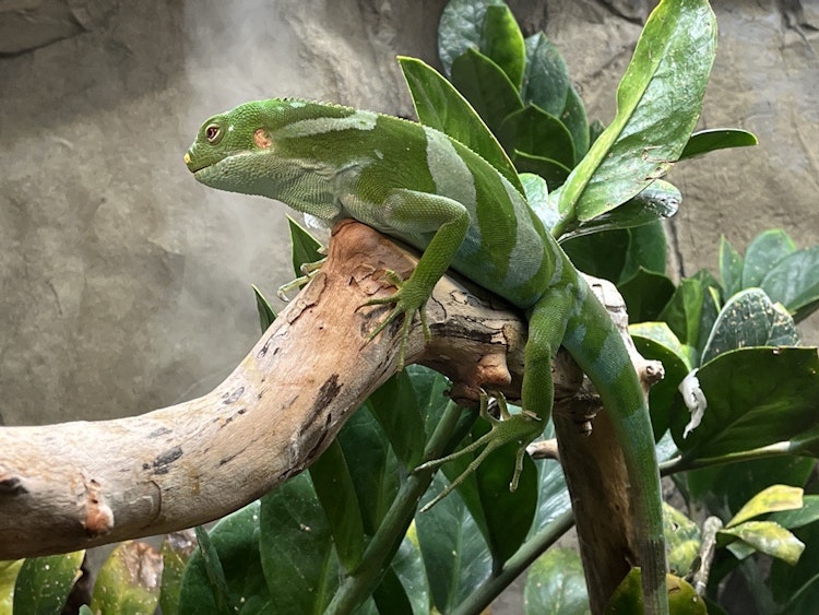 Photo of Fijian Banded Iguana