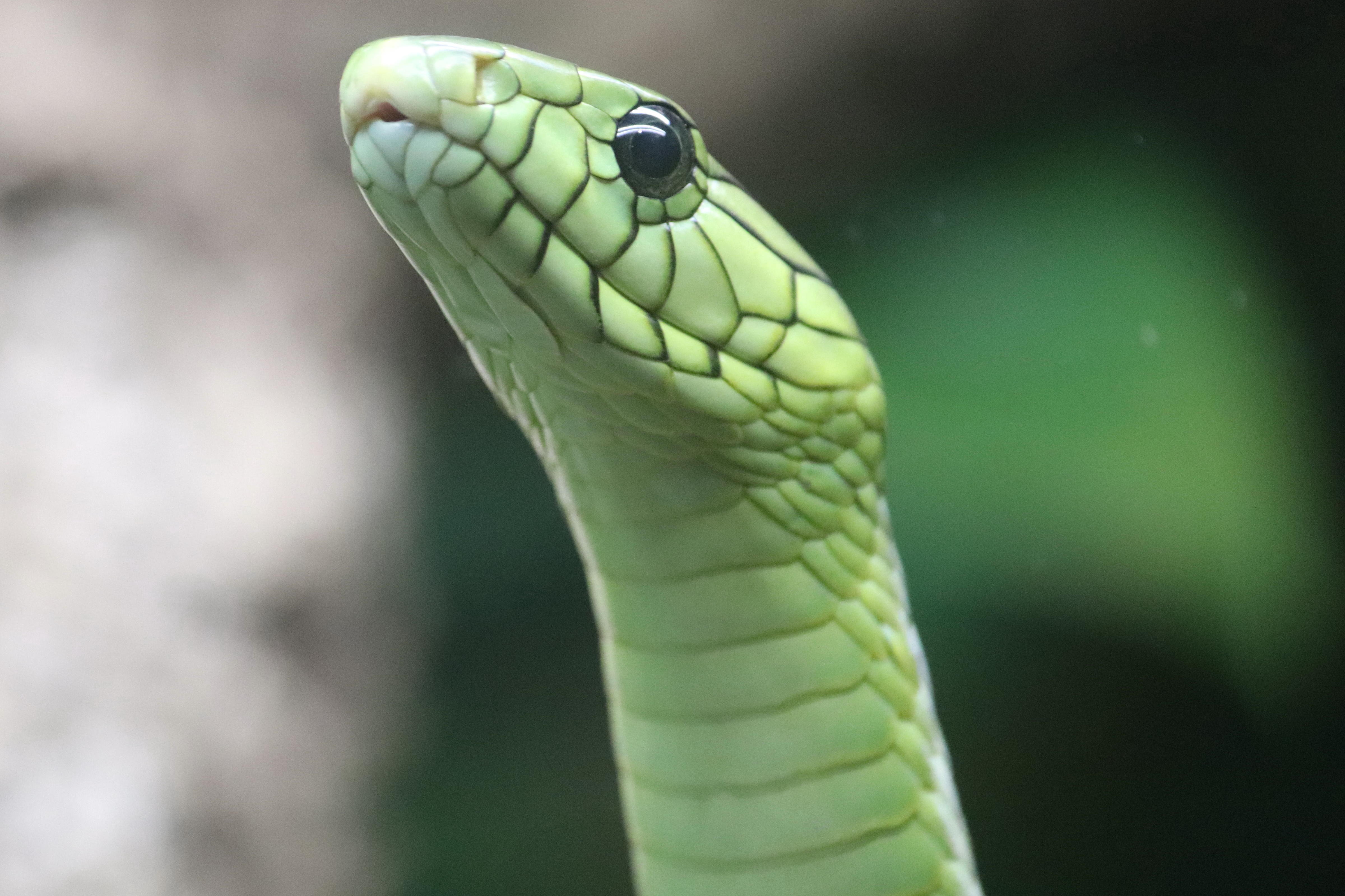West African Green Mamba West african green mamba