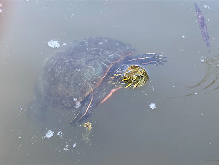 Photo of Western Painted Turtle