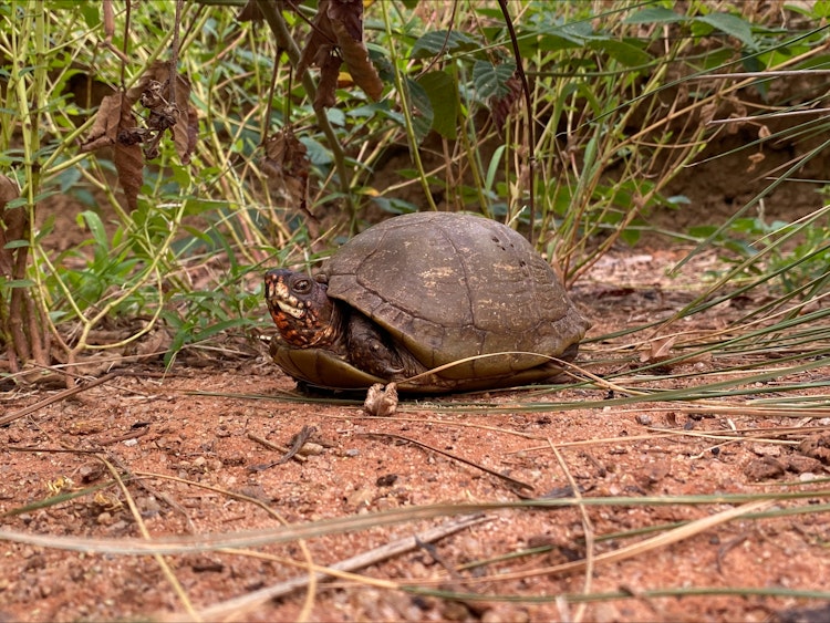 Photo of 3-Toed Box Turtle