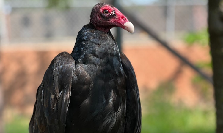 Photo of Turkey Vulture