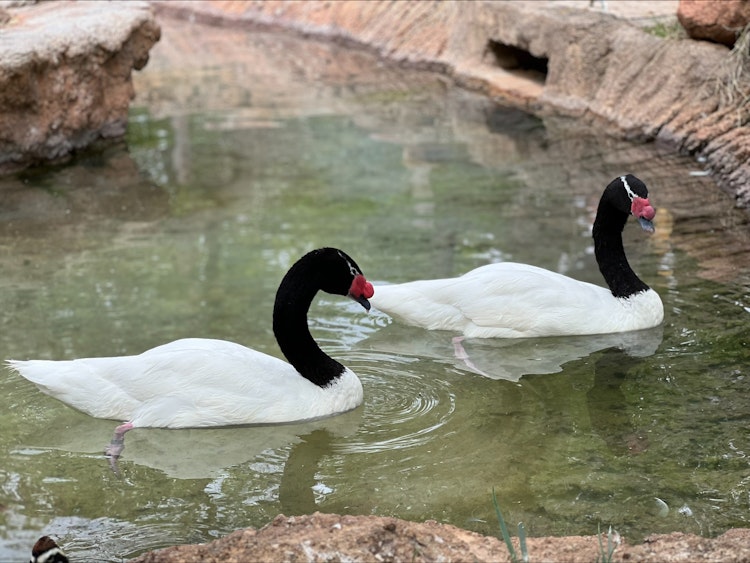 Photo of Black-necked Swan
