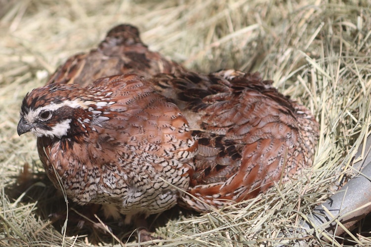 Photo of Northern Bobwhite