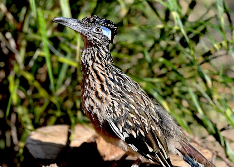 Photo of Roadrunner