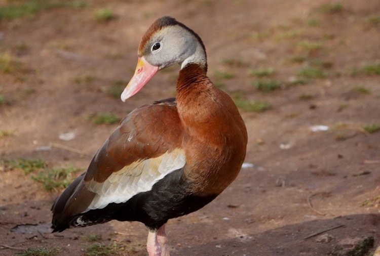 Photo of Black-Bellied Whistling Duck