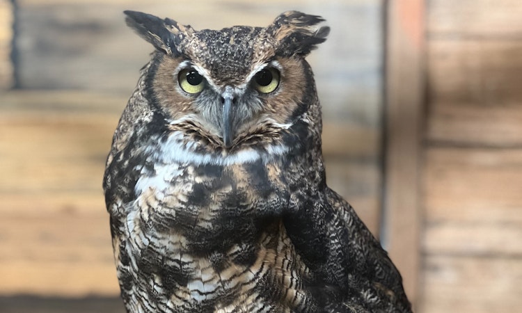 Photo of Great Horned Owl