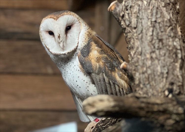 Photo of Barn Owl