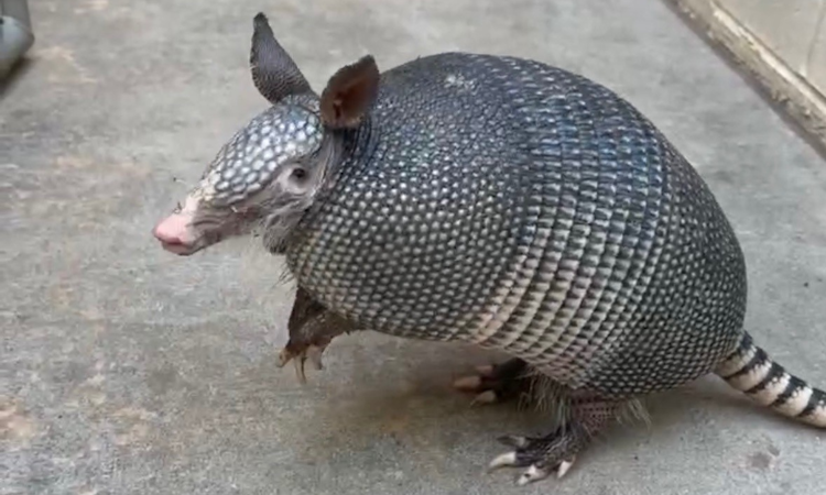 Photo of Nine-Banded Armadillo