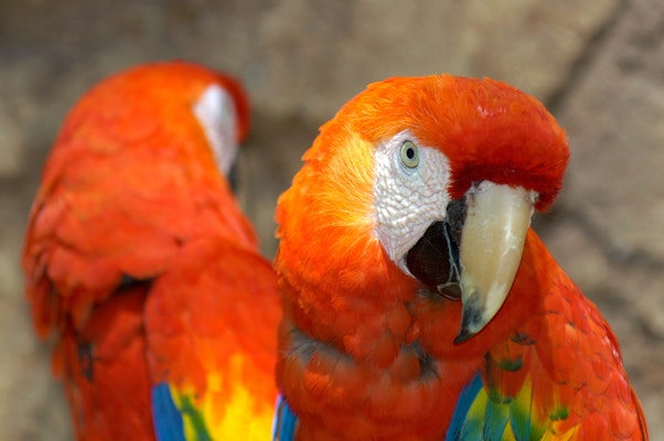 Photo of Scarlet Macaw