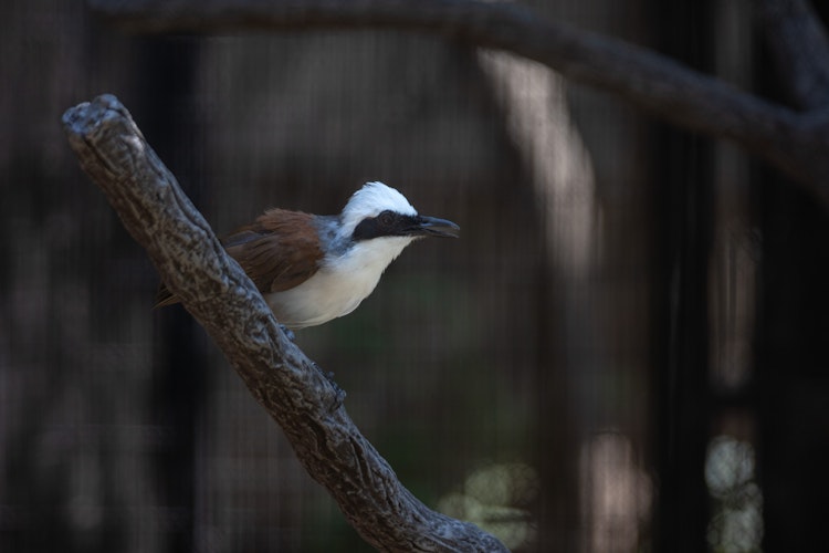 Photo of White Crested Laughing Thrush