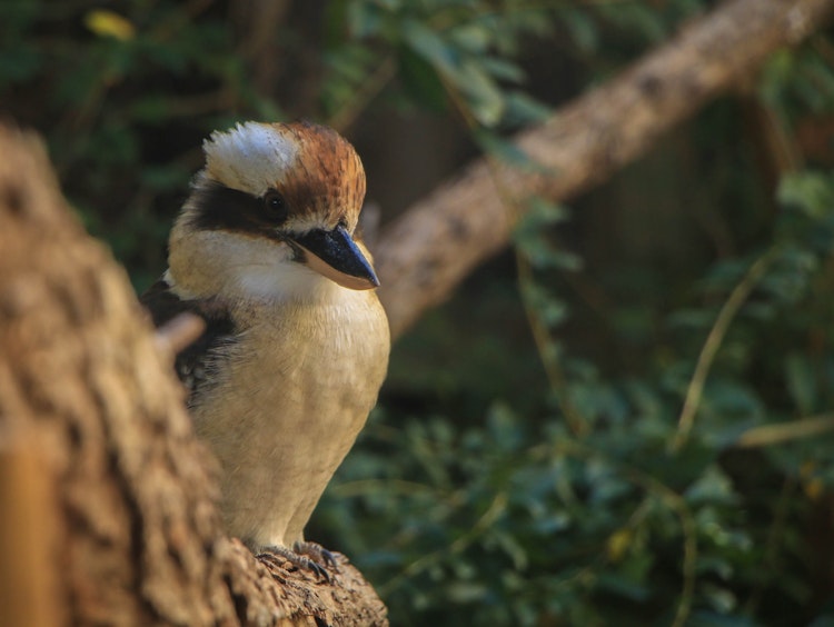 Photo of Laughing Kookaburra
