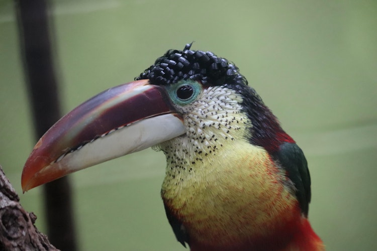 Photo of Curl-Crested Aracari