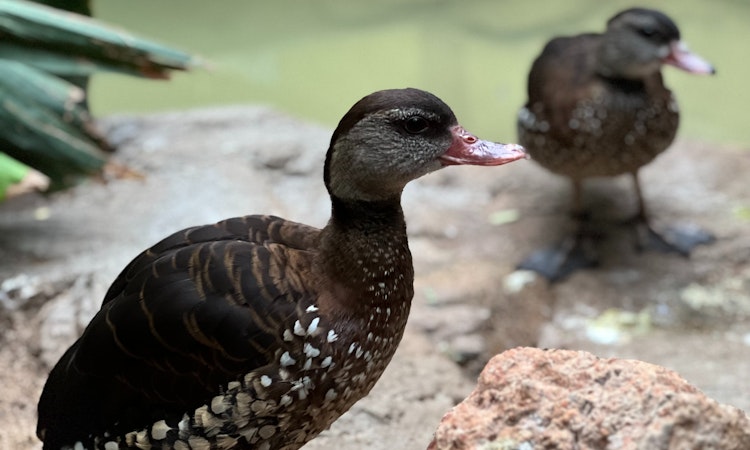 Photo of Spotted Whistling Duck