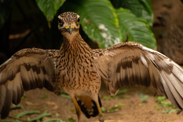 Photo of Cape Thick-Knee