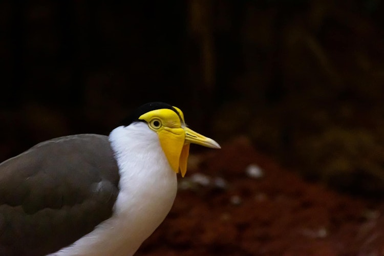 Photo of Masked Lapwing